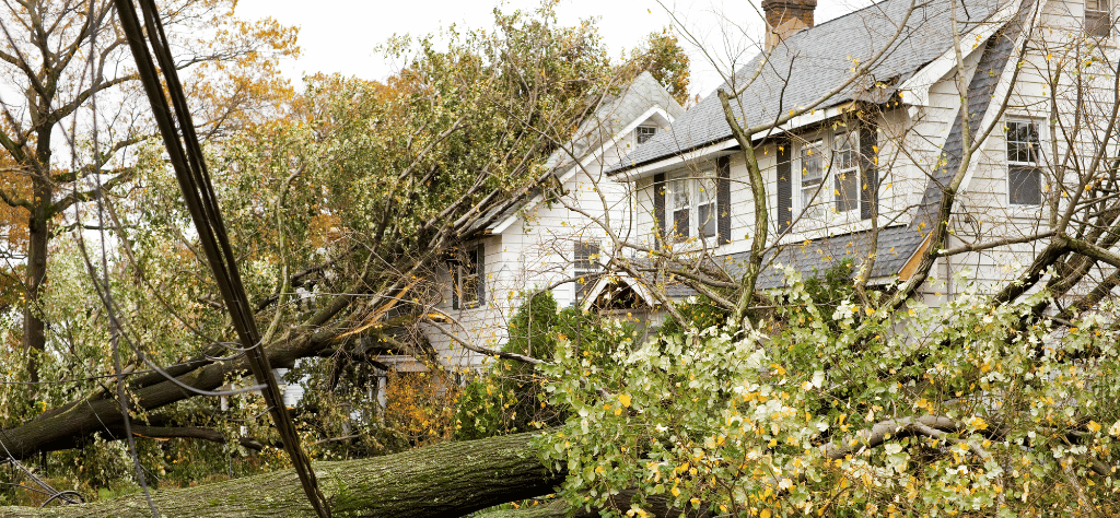 Roof Damaged by a tree
